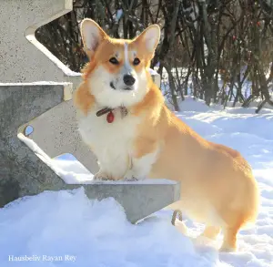 Dodatkowe zdjęcia: Welsh Corgi Pembroke Puppies