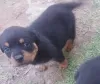 Zdjęcie №1. rottweiler - na sprzedaż w Gehrden | Bezpłatny | Zapowiedź №128436