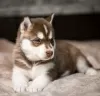 Zdjęcie №3. Siberian Husky, 2 miesiące czystej rasy. Wielka Brytania