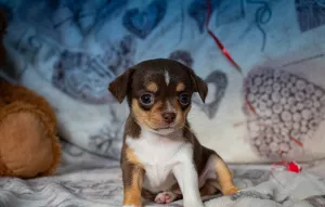 Dodatkowe zdjęcia: Hodowla Puppy Girl Chihuahua