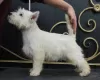 Dodatkowe zdjęcia: szczeniak west highland white terrier z Interchampiona