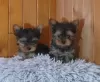 Zdjęcie №1. yorkshire terrier - na sprzedaż w Wilno | 1674zł | Zapowiedź №127595