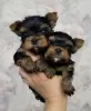 Zdjęcie №1. yorkshire terrier - na sprzedaż w Parkano | 1339zł | Zapowiedź №120626