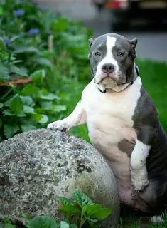 Zdjęcie №1. american bully - na sprzedaż w Petersburg | Negocjowane | Zapowiedź №2919