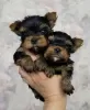 Zdjęcie №1. yorkshire terrier - na sprzedaż w St Peters | 1256zł | Zapowiedź №71688