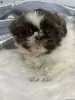 Zdjęcie №1. shih tzu - na sprzedaż w Bergheim | negocjowane | Zapowiedź №44773