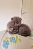 Zdjęcie №1. scottish fold - na sprzedaż w Ипр | Bezpłatny | Zapowiedź № 118051