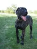 Zdjęcie №3. Szczeniaczka suczka Cane Corso - rodowód FCI - do pracy i rodziny. Polska