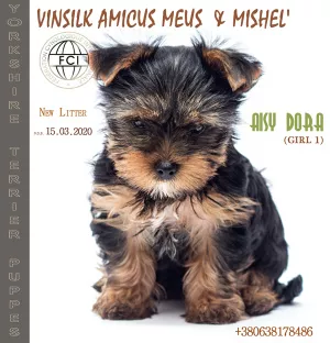 Zdjęcie №4. Sprzedam yorkshire terrier w Zhytomyr. od żłobka, hodowca - cena - 2462zł