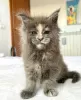 Zdjęcie №1. maine coon - na sprzedaż w Berlin | 1256zł | Zapowiedź № 103716