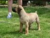 Zdjęcie №3. Boerboel (Mastif Sudafrikanischer) Welpen. Belgia