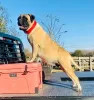 Dodatkowe zdjęcia: Wspaniałe szczenięta rasy Bullmastiff już gotowe do odbioru