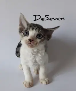 Zdjęcie №4. Sprzedam devon rex w Kijów. od żłobka - cena - Negocjowane