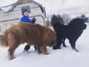 Zdjęcie №3. Sprzedam szczenięta z Tibetan_Mastif. Federacja Rosyjska