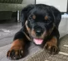 Zdjęcie №1. rottweiler - na sprzedaż w Warszawa | negocjowane | Zapowiedź №56835