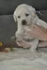 Dodatkowe zdjęcia: Labrador retriever