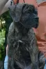 Dodatkowe zdjęcia: szczenięta cane corso