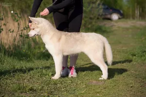 Dodatkowe zdjęcia: Na sprzedaż bardzo piękna hodowana dziewczynka SIBERIAN HUSKEY