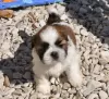 Zdjęcie №1. shih tzu - na sprzedaż w Hannover | Bezpłatny | Zapowiedź №130320