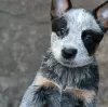 Zdjęcie №2 do zapowiedźy № 127114 na sprzedaż  australian cattle dog - wkupić się Serbia hodowca