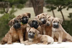 Dodatkowe zdjęcia: Szczenięta Irlandzki Soft Coated Wheaten Terrier.