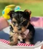 Zdjęcie №3. Sprzedam wspaniałe szczenięta rasy Yorkshire Terrier. USA