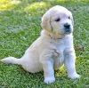 Zdjęcie №2 do zapowiedźy № 106347 na sprzedaż  golden retriever - wkupić się Holandia prywatne ogłoszenie