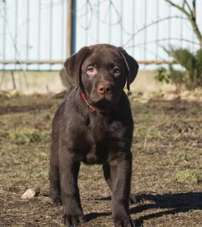 Zdjęcie №3. Urocze szczenięta labradora. Federacja Rosyjska