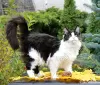 Zdjęcie №1. maine coon - na sprzedaż w Sumy | 3056zł | Zapowiedź № 13975