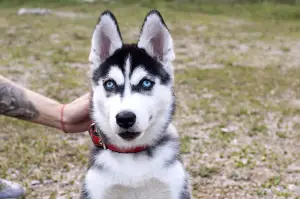 Dodatkowe zdjęcia: Wysoko urodzone szczenięta rasy Siberian Husky