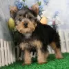 Zdjęcie №1. yorkshire terrier - na sprzedaż w Virginia Beach | 2575zł | Zapowiedź №50502