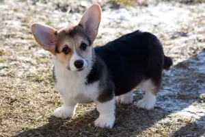 Zdjęcie №1. welsh corgi - na sprzedaż w Almaty | 3850zł | Zapowiedź № 813