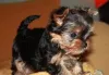 Zdjęcie №1. yorkshire terrier - na sprzedaż w Kijów | 690zł | Zapowiedź №7907