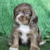 Zdjęcie №1. cocker spaniel amerykański - na sprzedaż w Barranquilla | 693zł | Zapowiedź №45705