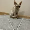 Dodatkowe zdjęcia: Devon Rex Cynamon