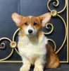 Zdjęcie №1. welsh corgi - na sprzedaż w Москва | 2578zł | Zapowiedź №51355