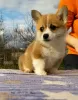 Zdjęcie №2 do zapowiedźy № 19967 na sprzedaż  welsh corgi - wkupić się Federacja Rosyjska hodowca