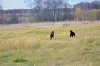 Dodatkowe zdjęcia: Szczeniak rasy prosto coated retriever