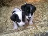 Zdjęcie №1. jack russell terrier - na sprzedaż w Манчестер | 1465zł | Zapowiedź №13483