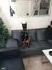 Zdjęcie №3. Oryginalny doberman w wieku 6 miesięcy. Turcja