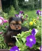 Zdjęcie №2 do zapowiedźy № 51122 na sprzedaż  yorkshire terrier - wkupić się USA prywatne ogłoszenie