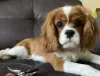 Zdjęcie №2 do zapowiedźy № 105775 na sprzedaż  cavalier king charles spaniel - wkupić się Federacja Rosyjska prywatne ogłoszenie