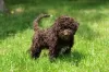 Dodatkowe zdjęcia: Szczenięta Lagotto Romagnolo