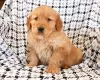 Zdjęcie №1. golden retriever - na sprzedaż w St. Gallen | 957zł | Zapowiedź №129288