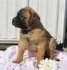 Zdjęcie №3. Wspaniałe szczenięta rasy Bullmastiff już gotowe do odbioru. USA