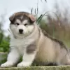 Zdjęcie №1. alaskan malamute - na sprzedaż w Tel Awiw | negocjowane | Zapowiedź №83991