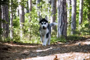 Dodatkowe zdjęcia: Wysoko urodzone szczenięta rasy Siberian Husky