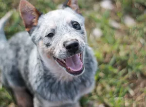 Zdjęcie №4. Sprzedam australian cattle dog w Grodno. od żłobka - cena - Negocjowane