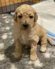 Zdjęcie №3. AJ Urocze szczenięta Mini Goldendoodle. USA