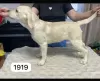 Zdjęcie №2 do zapowiedźy № 132241 na sprzedaż  labrador retriever - wkupić się Federacja Rosyjska prywatne ogłoszenie